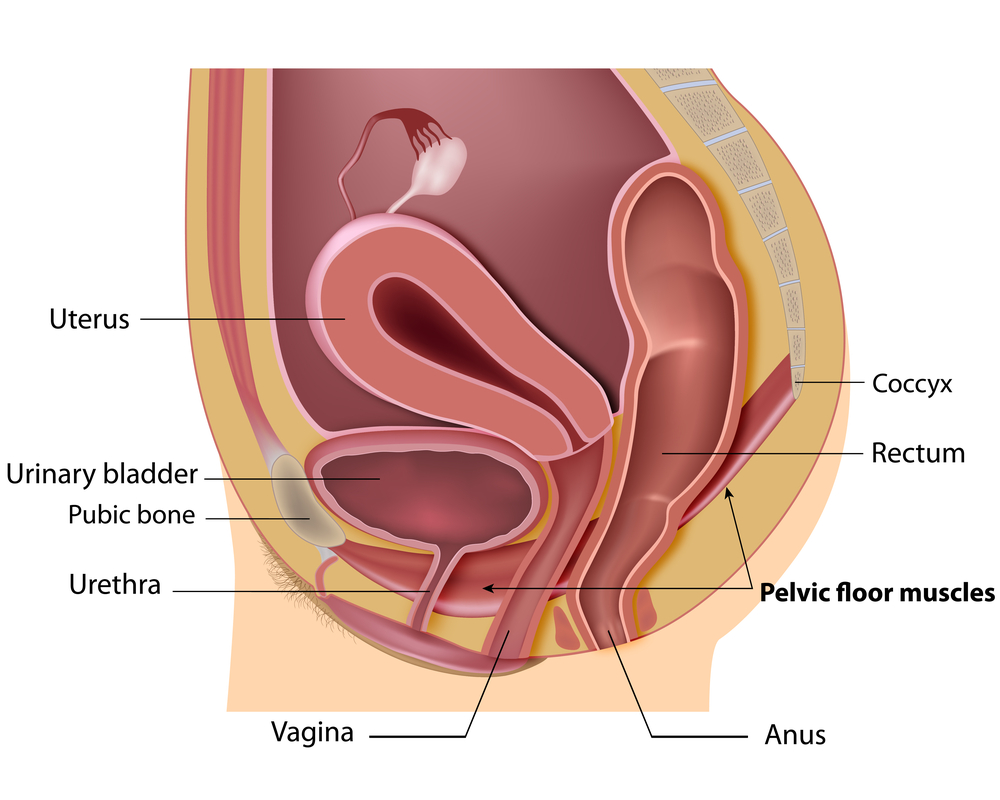 Pelvic Health Physiotherapy