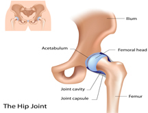 Anatomy of Hip