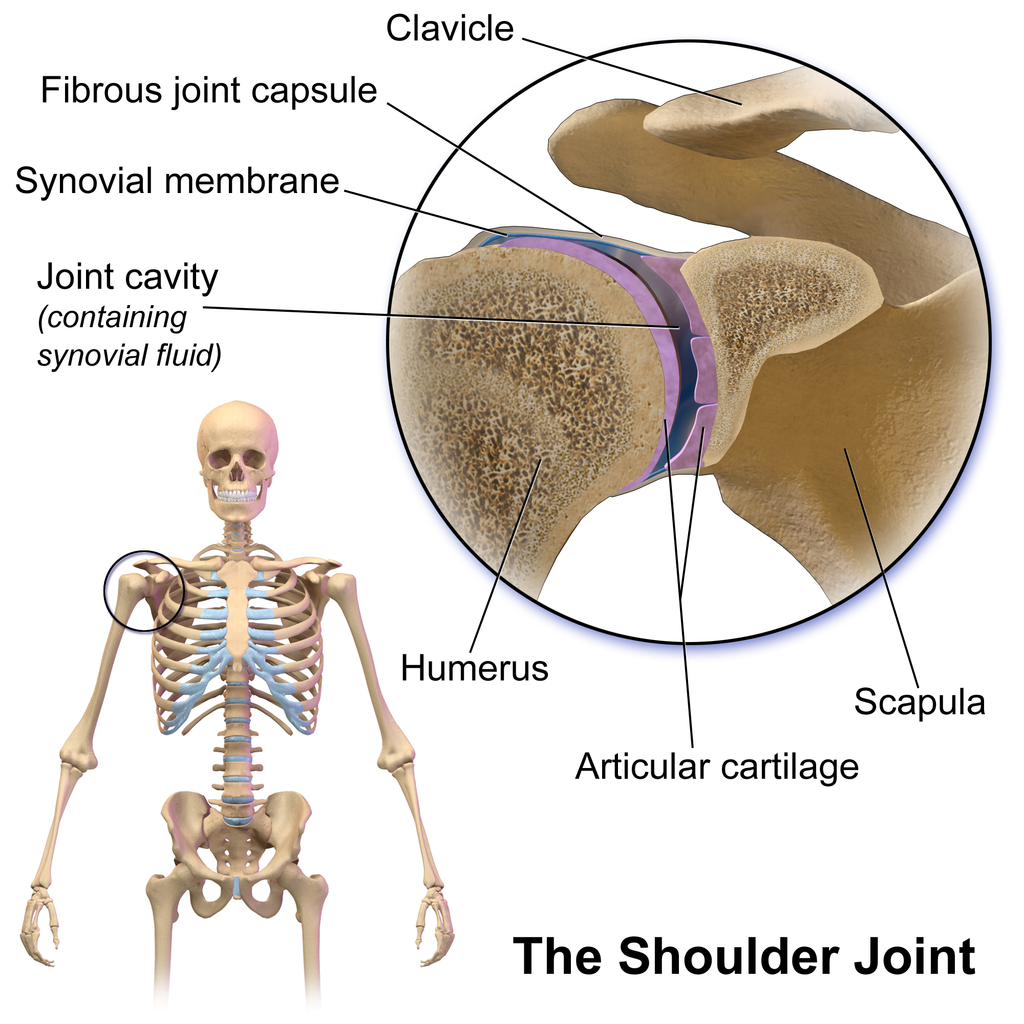 Shoulder Injury