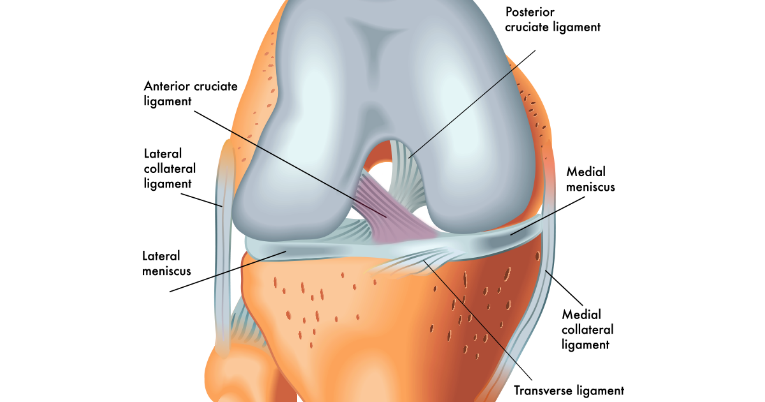 ACL Rehabilitation