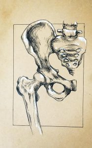 Anatomy of the hip