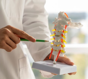 Model of the spine